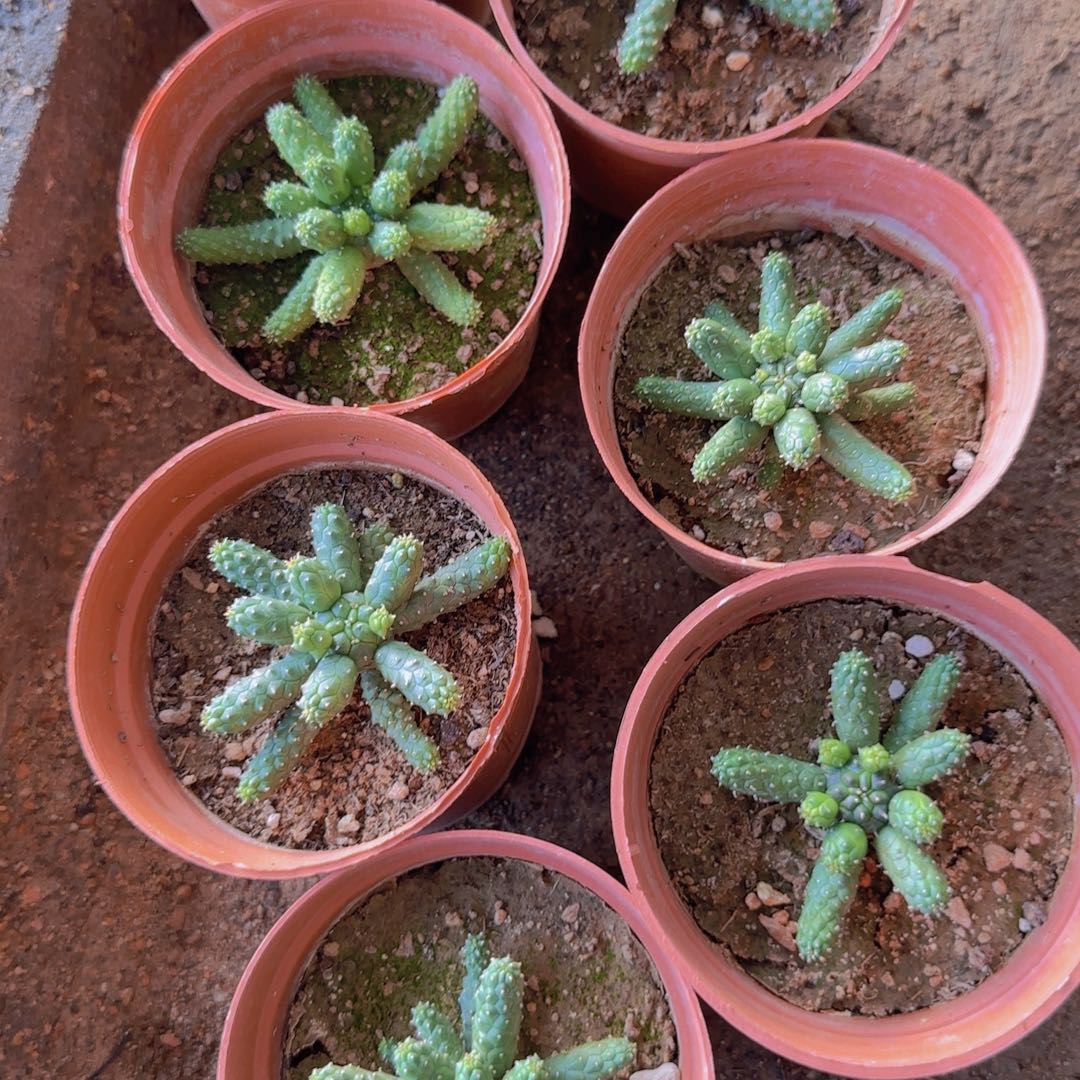 块根植物块根植物