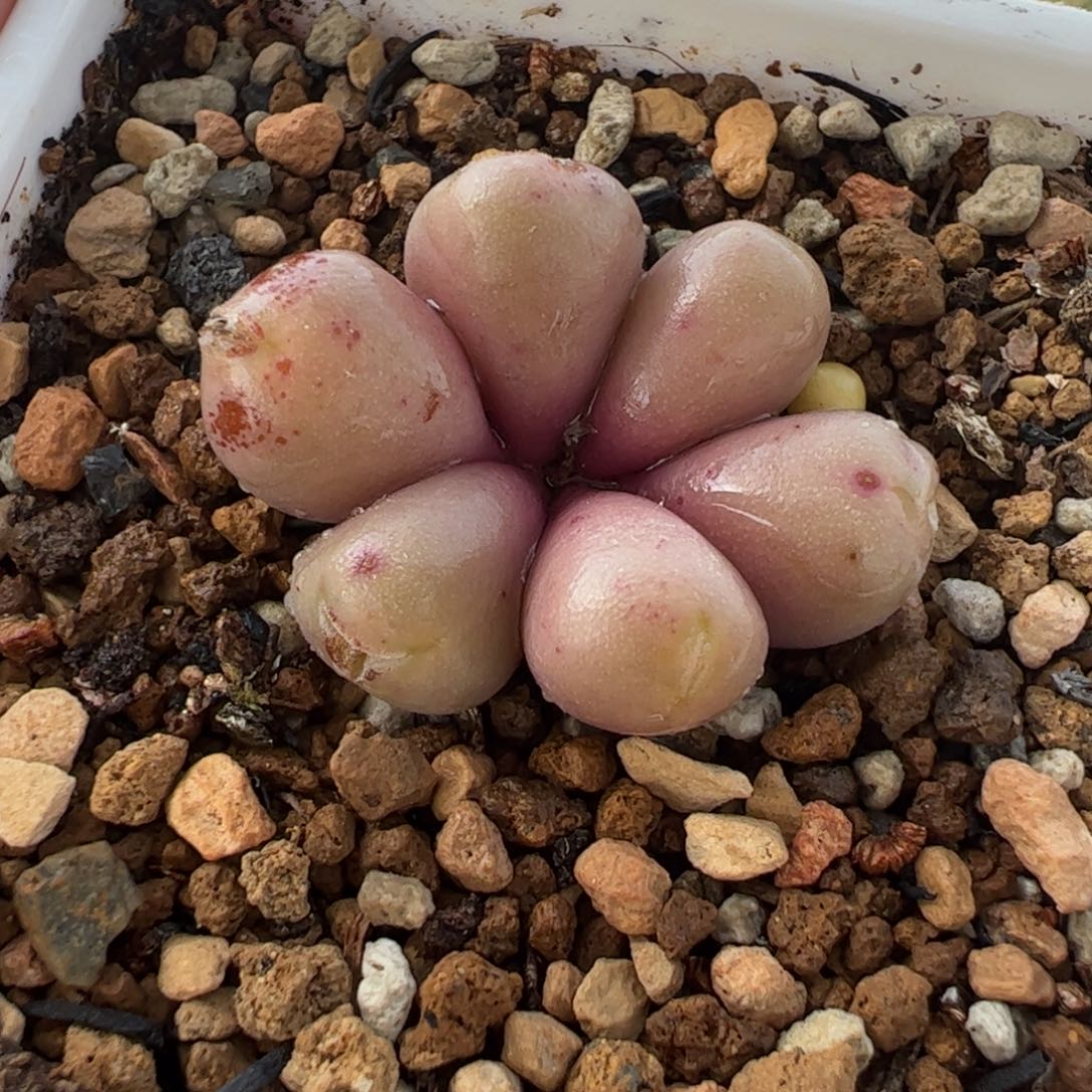 552多肉植物组合