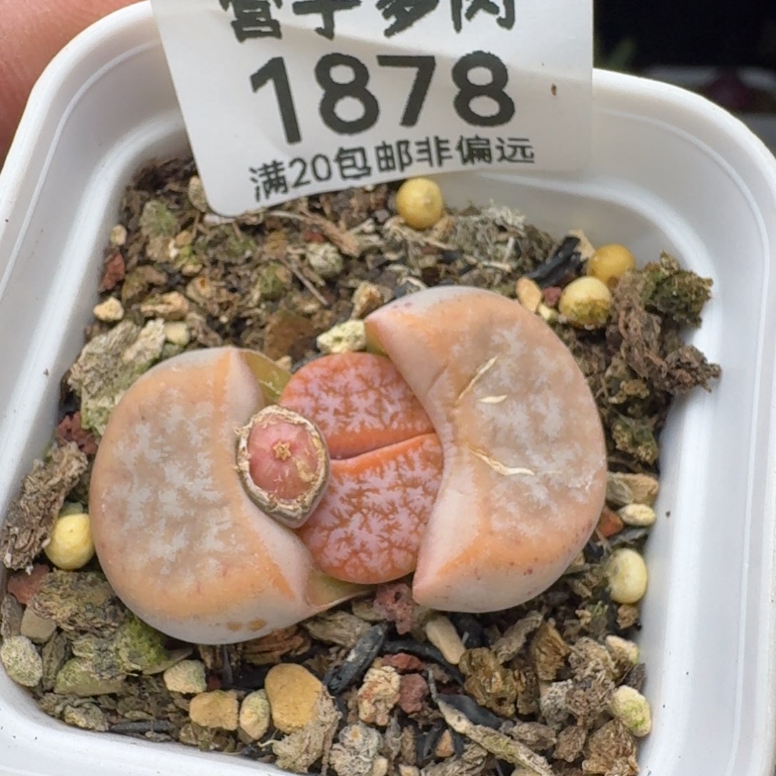 心***r母本    拿铁           