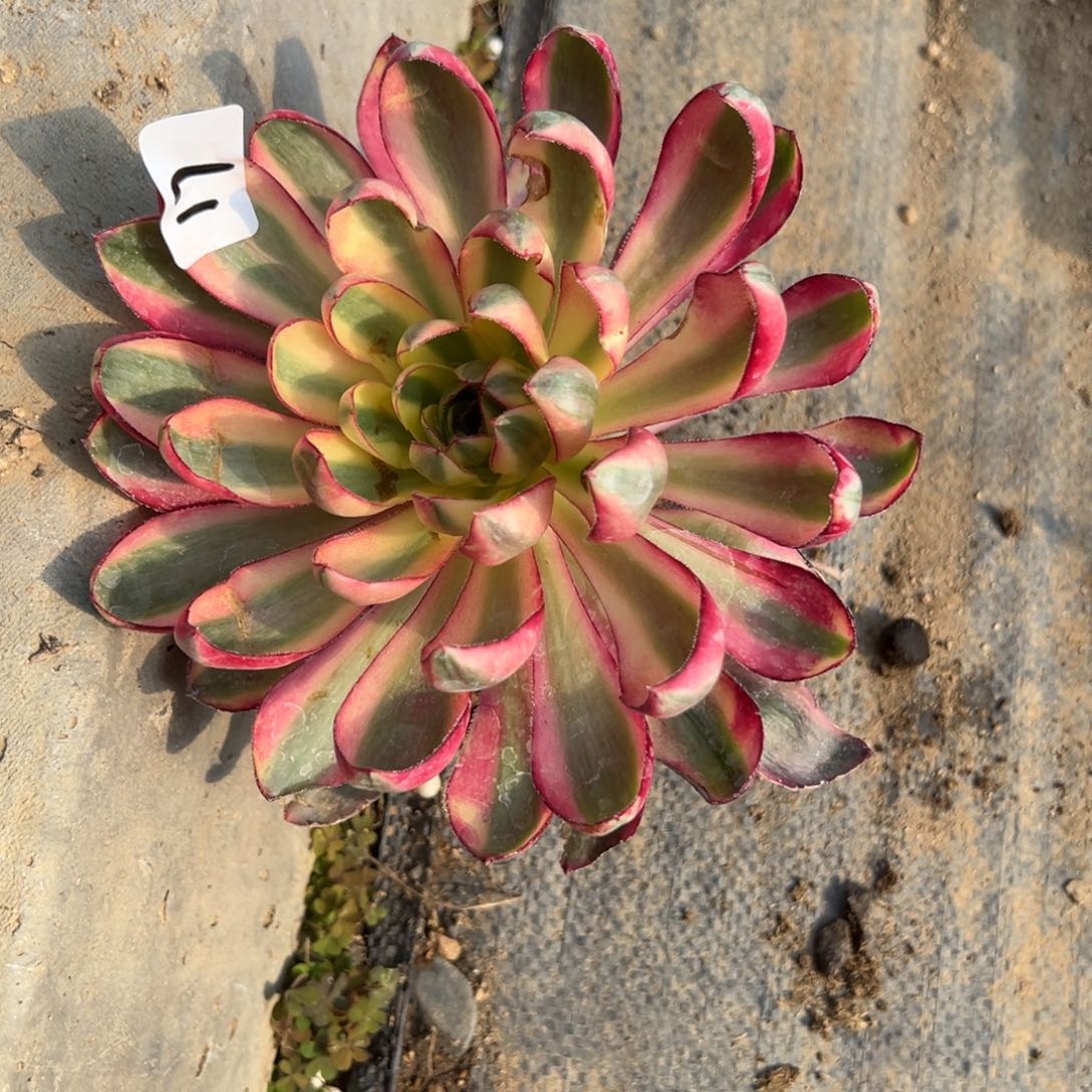 17烈焰多肉多肉植物山东发