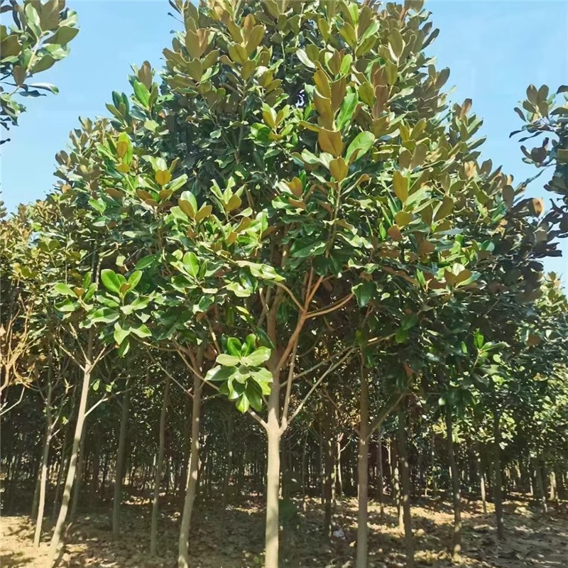 广玉兰树苗广玉兰小苗四季常青庭院绿化苗木红紫黄白玉兰大苗耐寒
