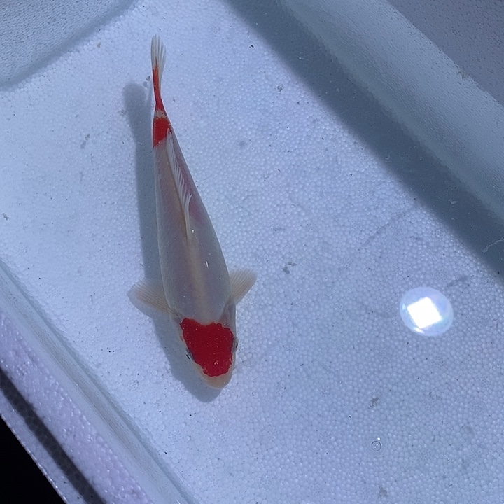 锦鲤锦鲤活鱼开箱包活