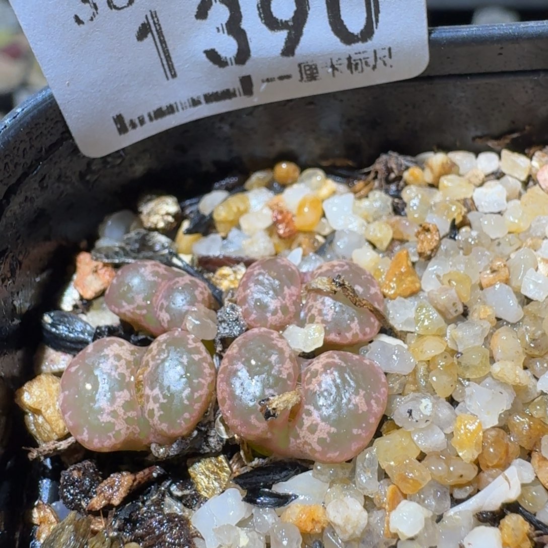 Sss清清清货了1390