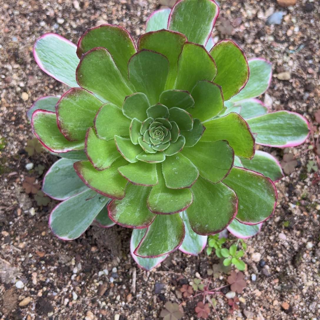 满18包邮海王多肉植物小手捧