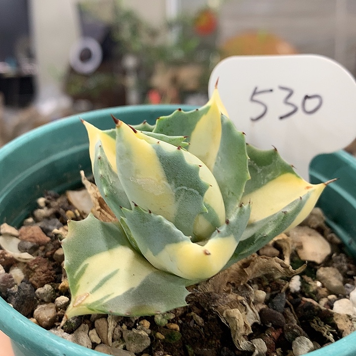 530王妃雷神哈哈哈哈