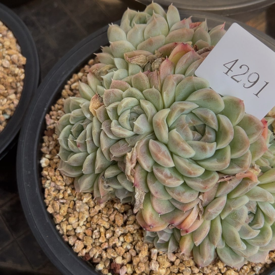 米*丫4291多肉多多多多多