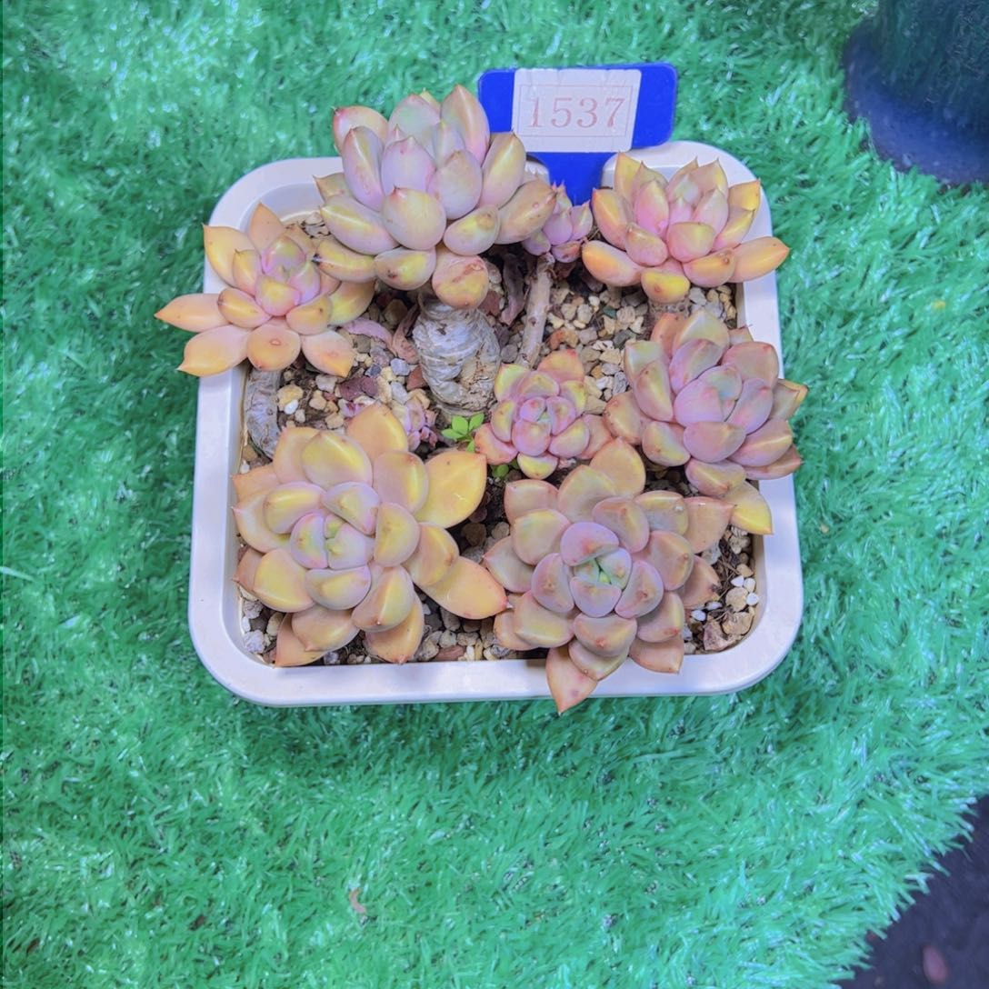 依*贝象牙1537多肉植物寄养