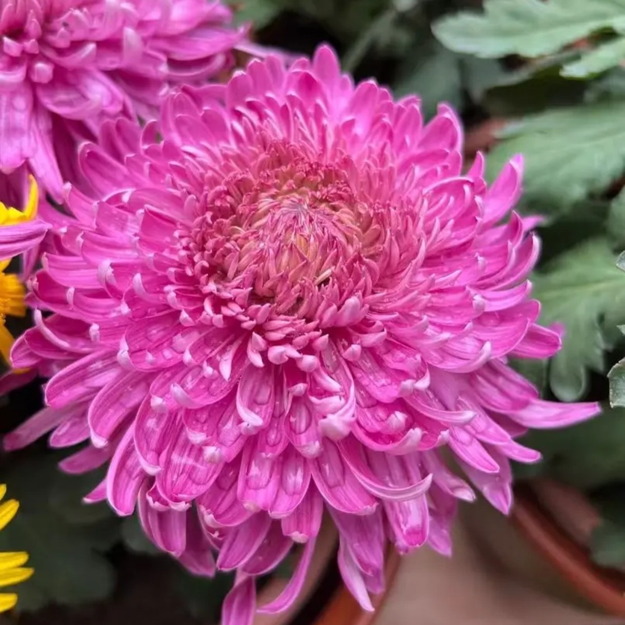 九月菊【洹水桃花】大花富贵菊 品种珍贵盆栽庭院好养活