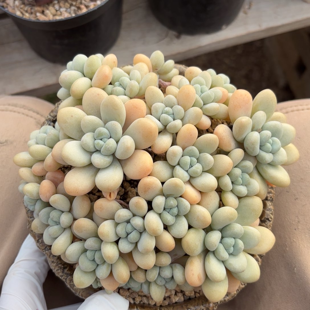 白奶糖111111111111111