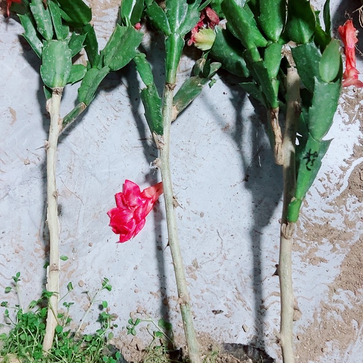 三****王叶仙嫁接蟹爪兰