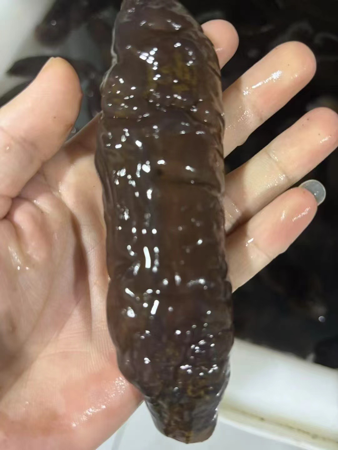 鼎峰海产 海参乌参赤虫参 拍3斤送1斤 纯净水泡发 顺丰包邮