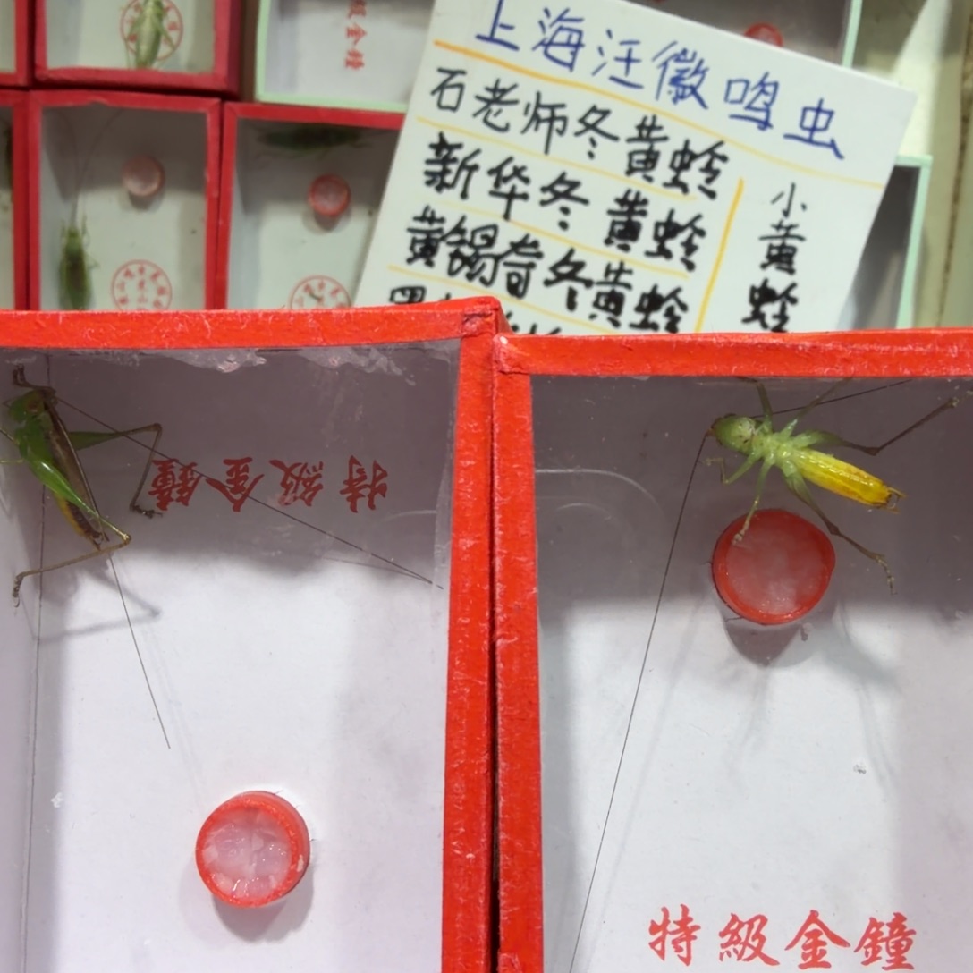 书***签蟋蟀断须糖果两条