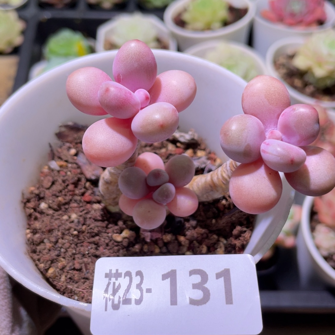 花利美23-131桃蛋