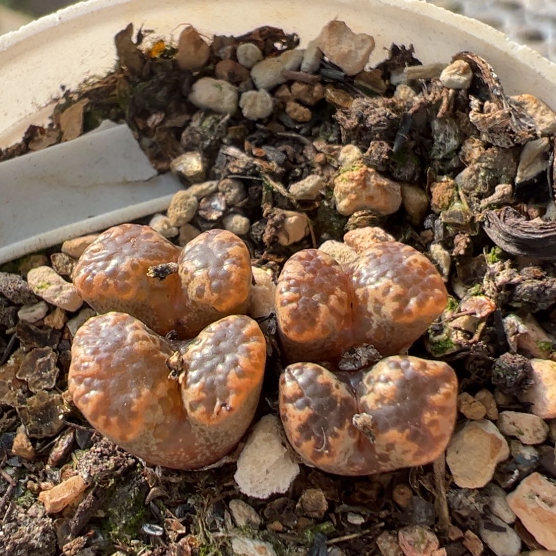 321多肉植物百科植物