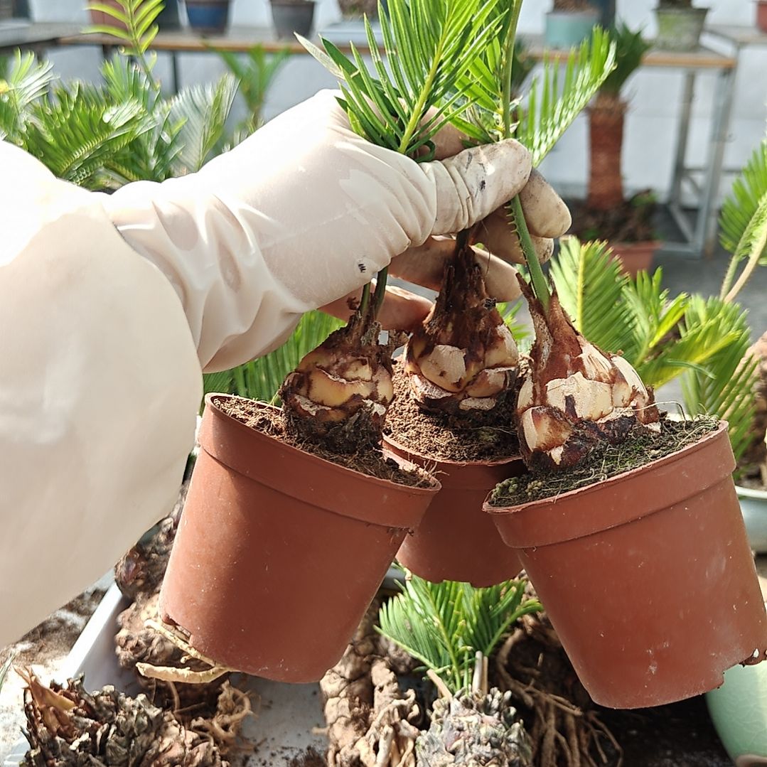 春***光无花朵白鳞铁盆景基地价