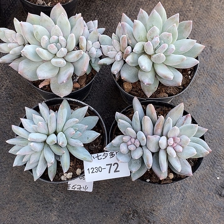 有****小七夕多肉伊丽莎白72四颗