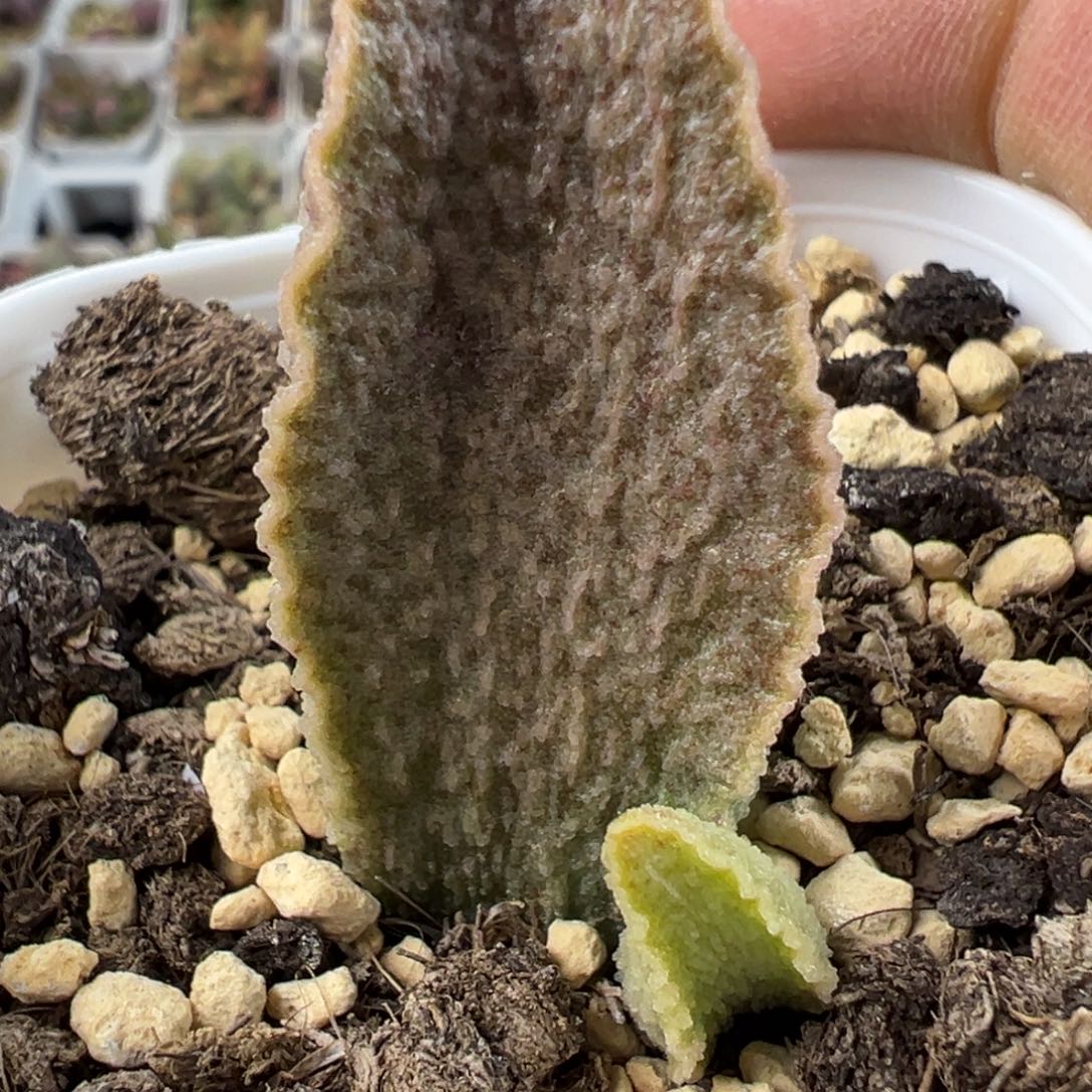 33号多肉植物水泡