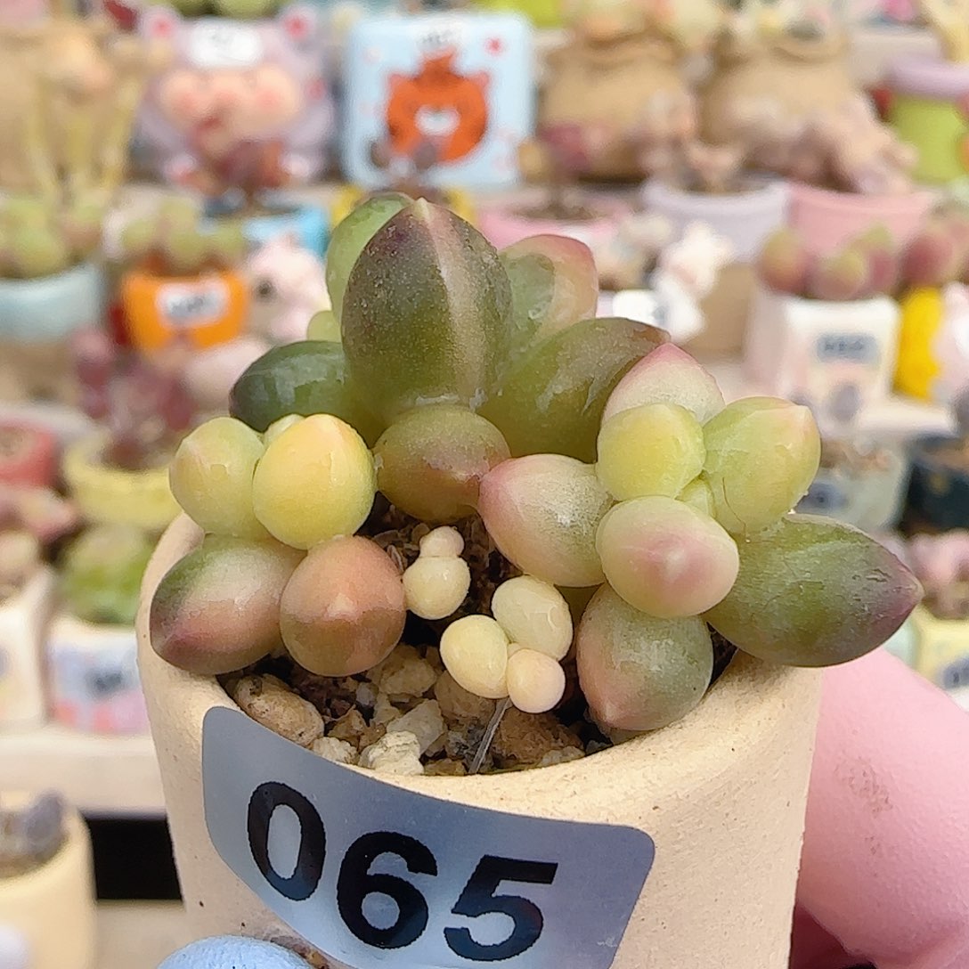 天空美人锦 盆口3cm