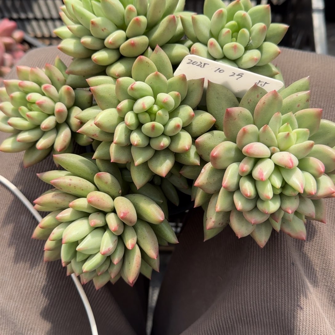 一物一拍福利款米其林55