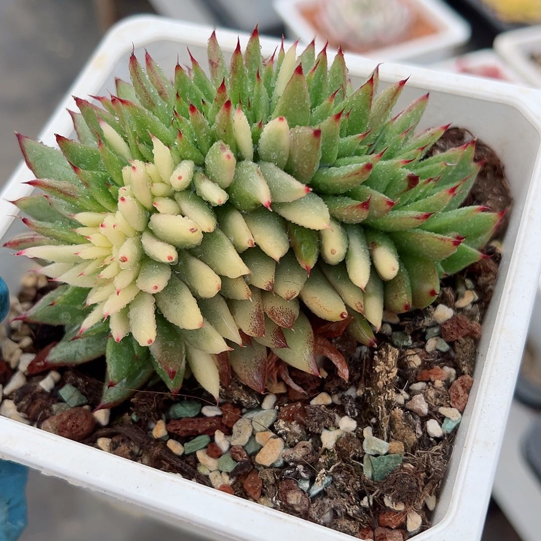 东云锦缀，多肉植物