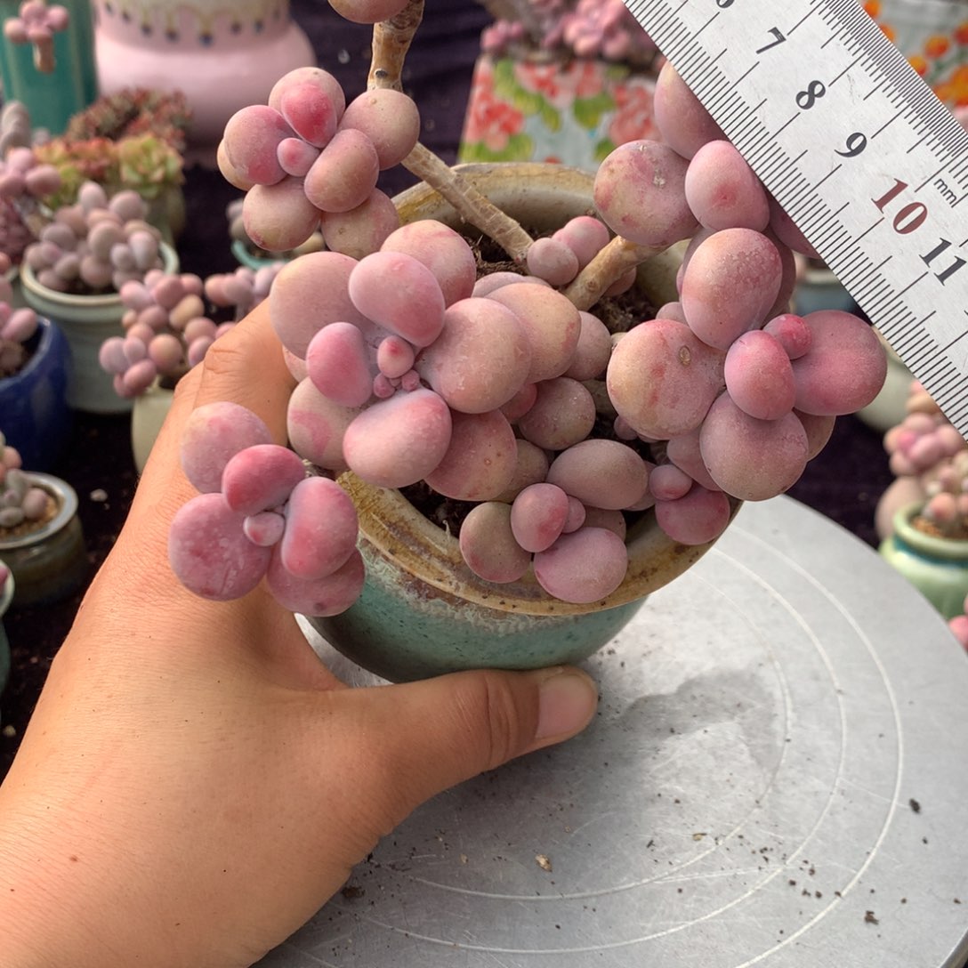 22号不带盆偏远的不包邮的