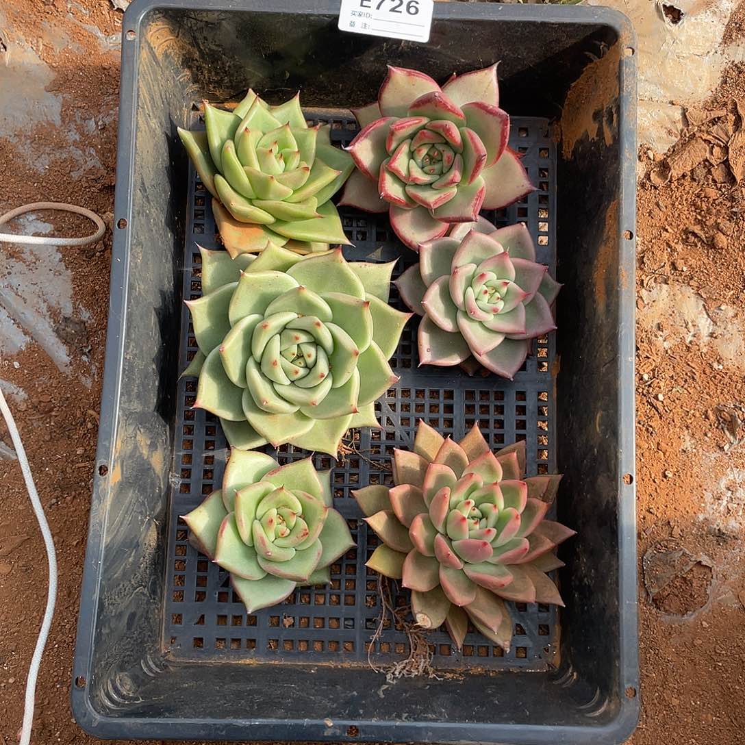若如东云单拍E726