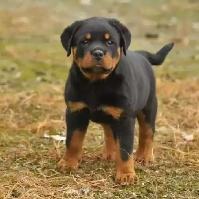 （东兴罗威纳）T狗狗活体