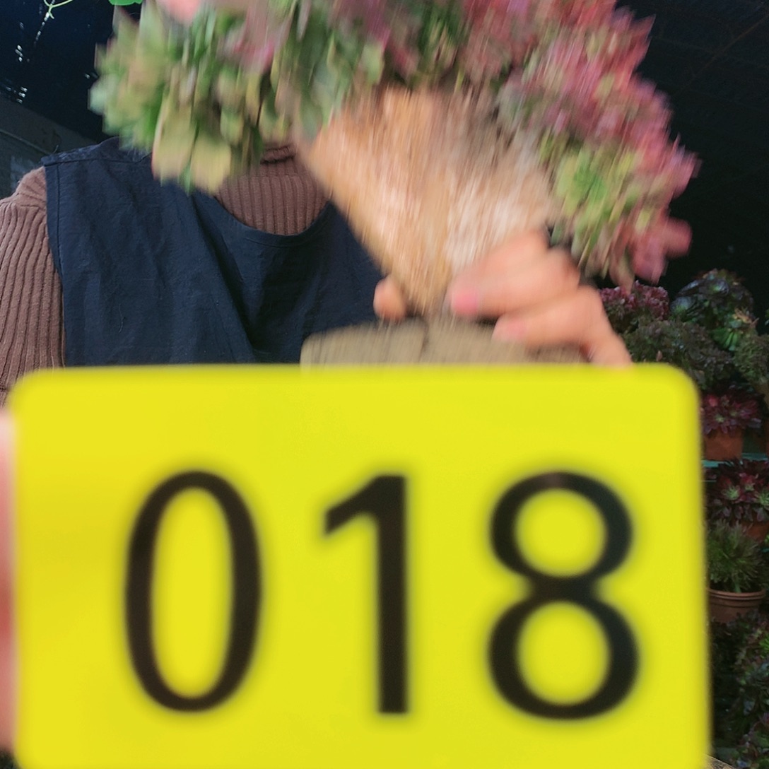 柒哥多肉精品一物一拍（不包断侧枝）18