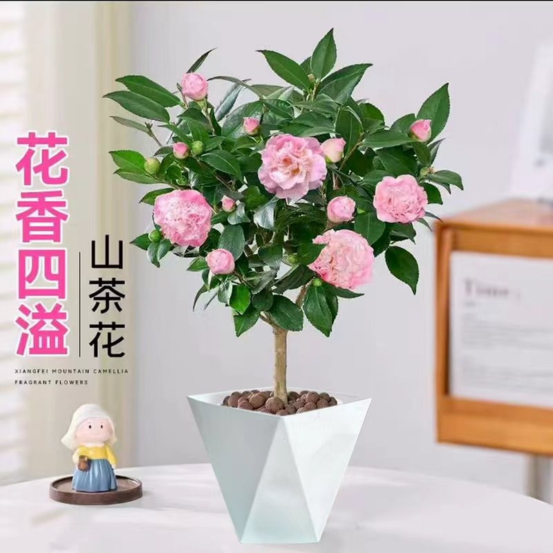 香妃带花苞浓香型香妃茶花盆栽耐寒耐热适合室内外种植