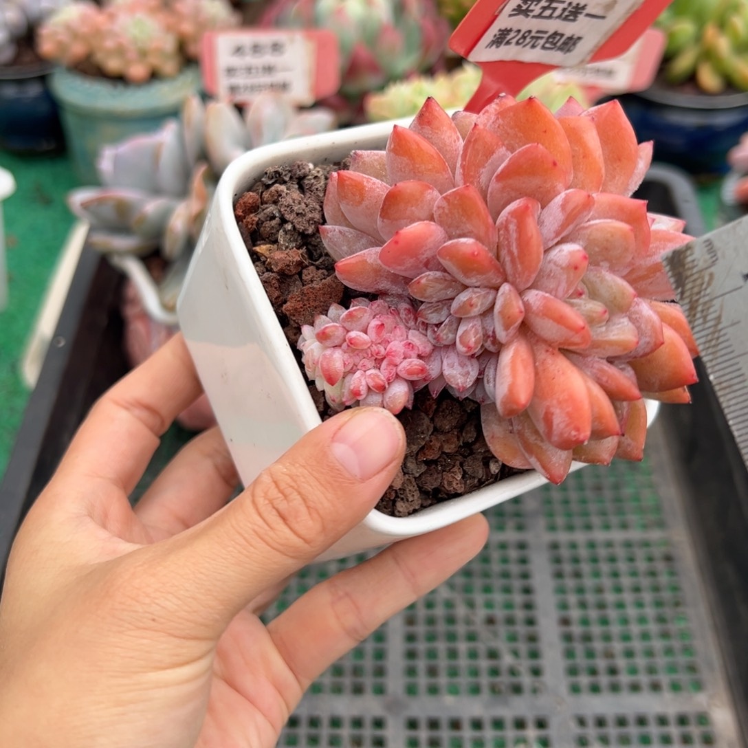 表妹精品多肉植物415.