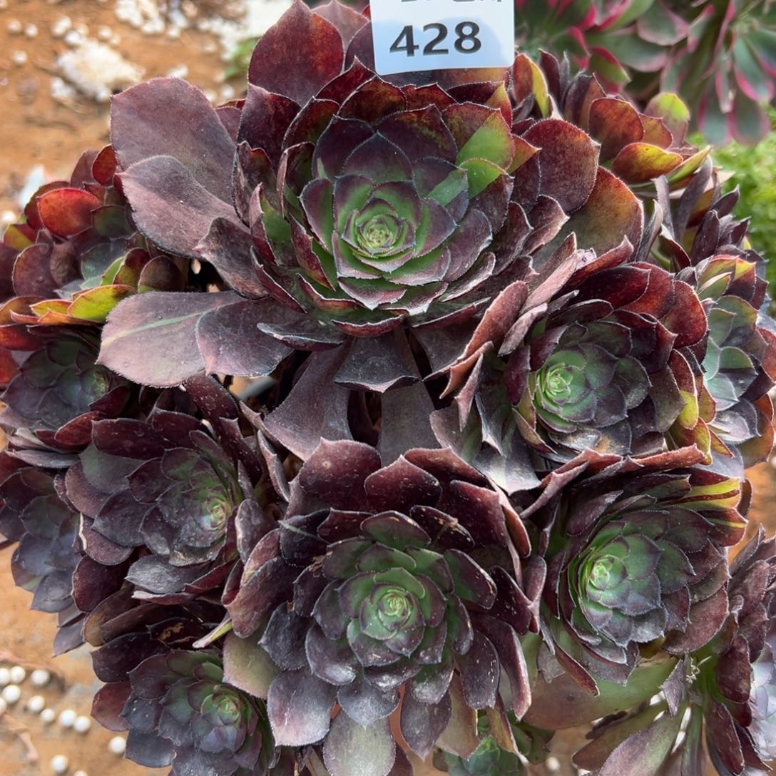 428黑美人，满20包邮嘟叮熊