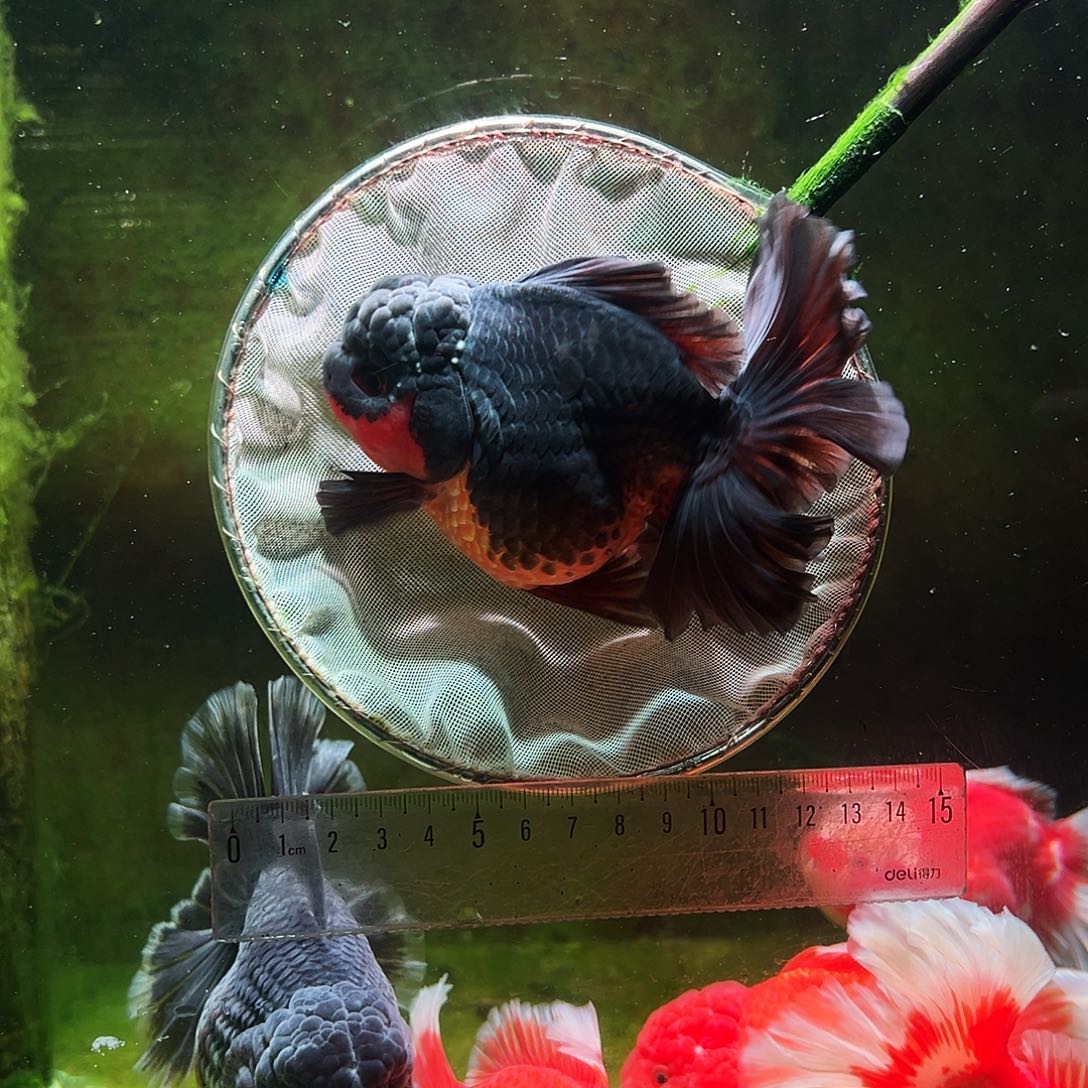 金鱼冷水金鱼百褶泰狮