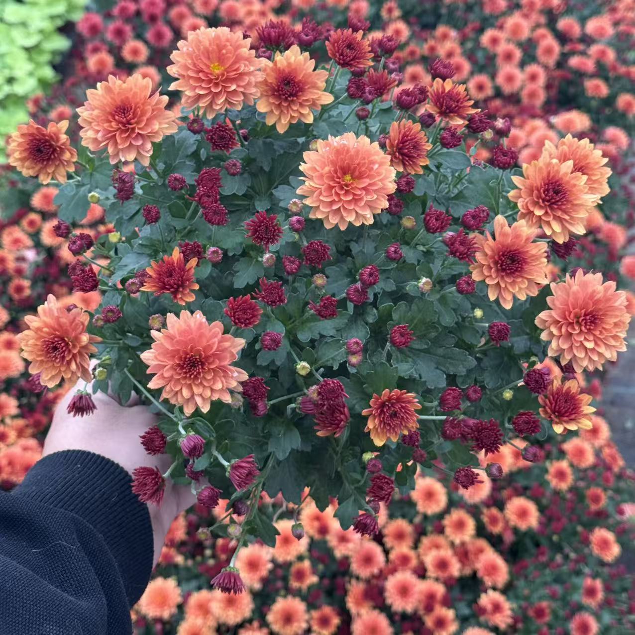 爱马橙色【球菊带花苞发货】盆栽花室内阳台地栽四季开花超长花期
