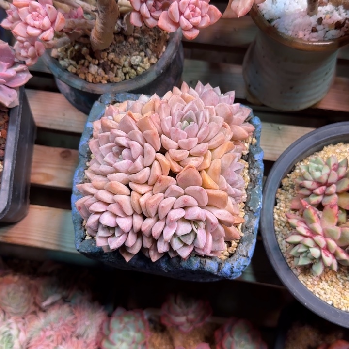 粉凌多肉植物gugubni 