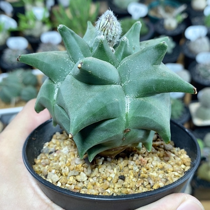 474号实生角尤鸾凤玉8.5cm