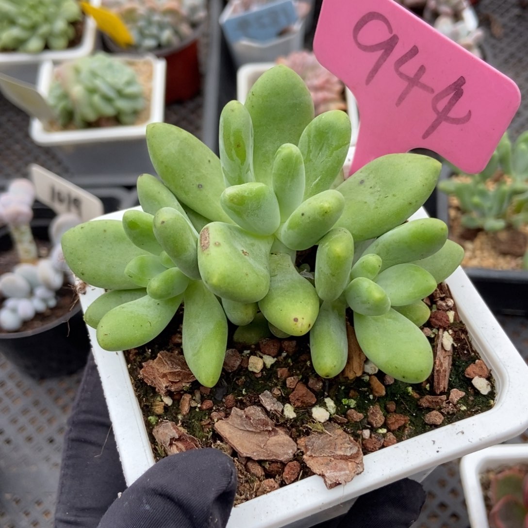 944芒果奶多肉植物