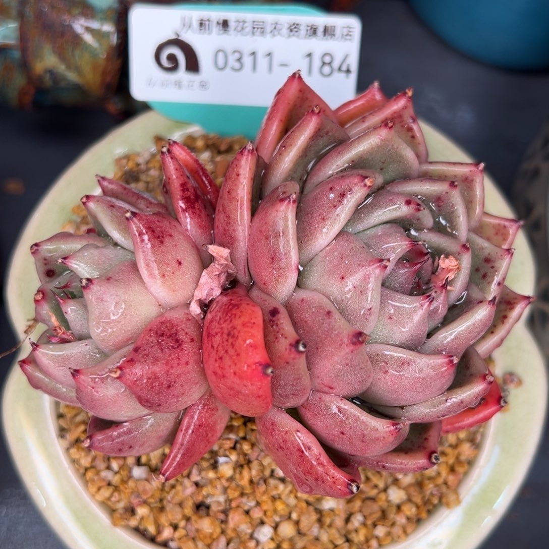 从前慢多肉精选编号0311.184