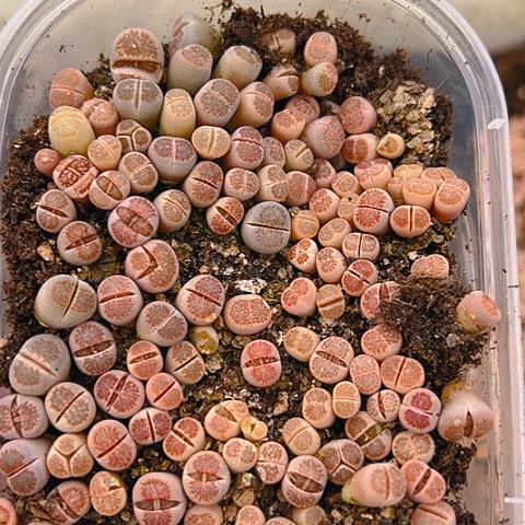 【闪购商品】24886