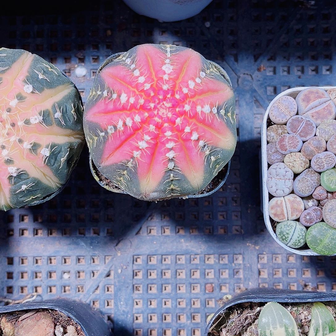 好看的球球新手福利