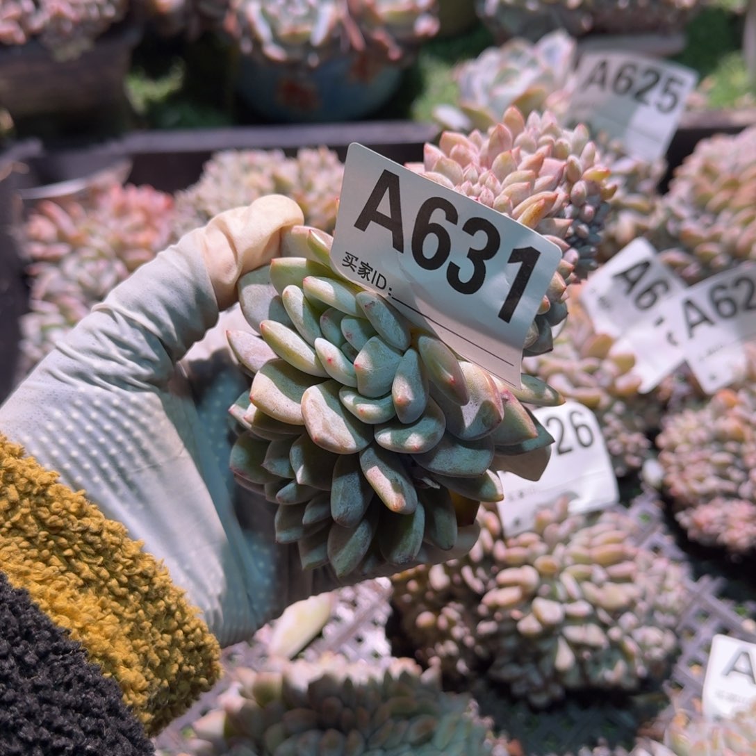 漏呀呀呀呀呀呀呀