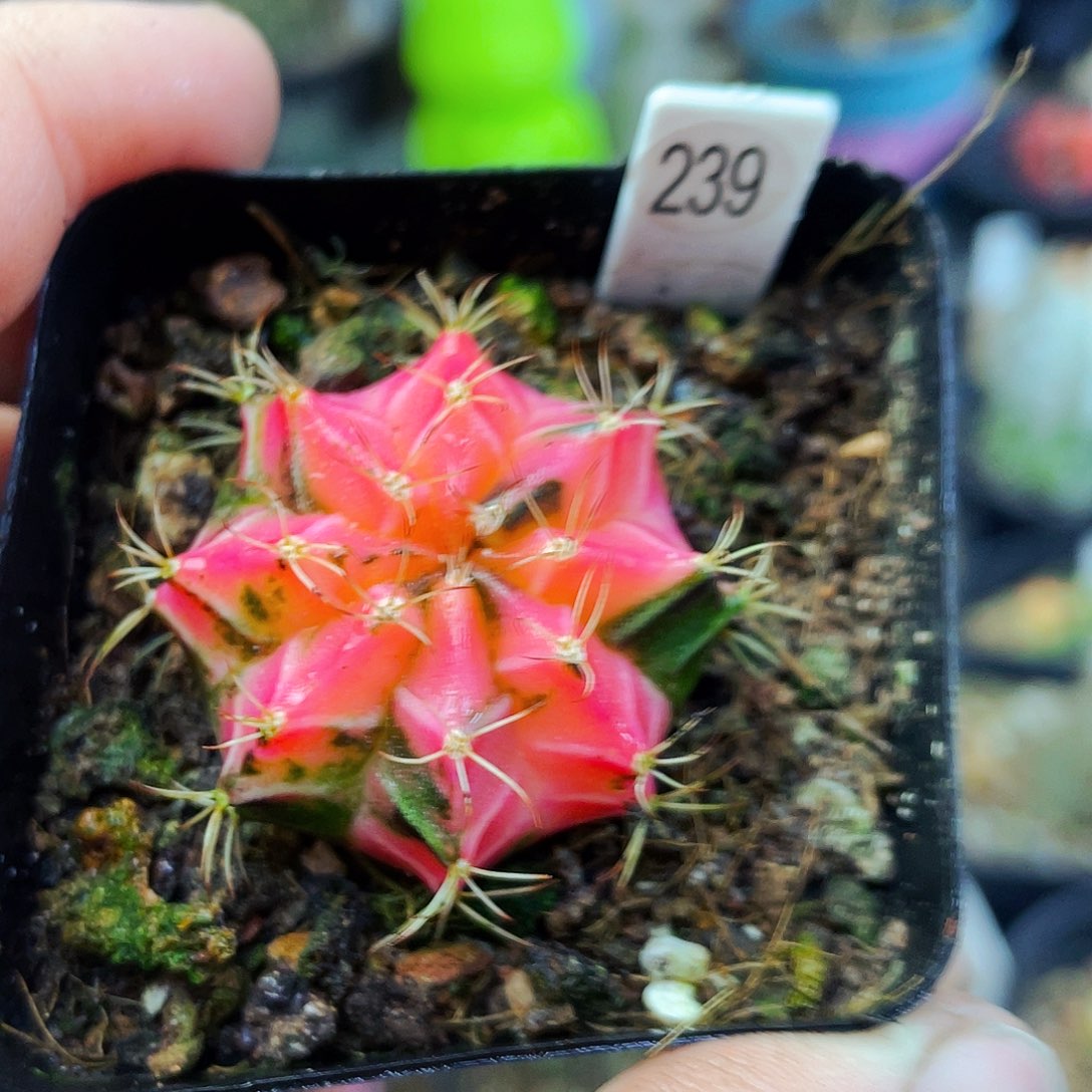 非偏远地区满25包邮仙人球