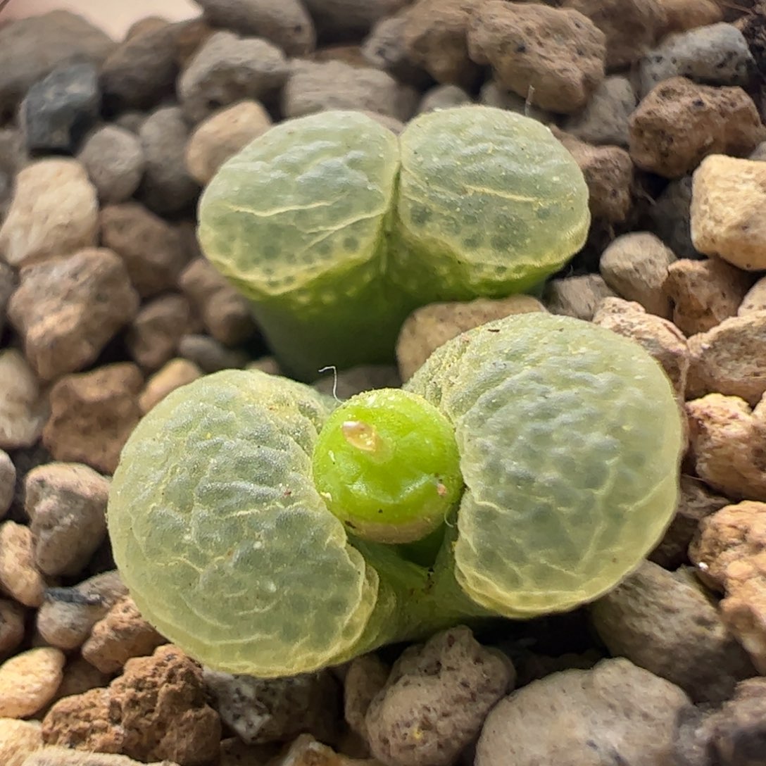 135好看的肉锥冲冲冲