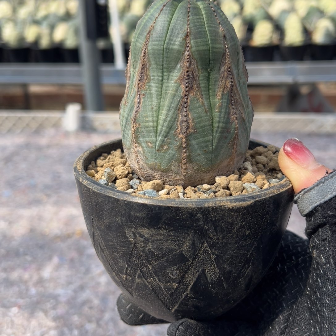 布纹wwwwwwwwwwwwwwwww