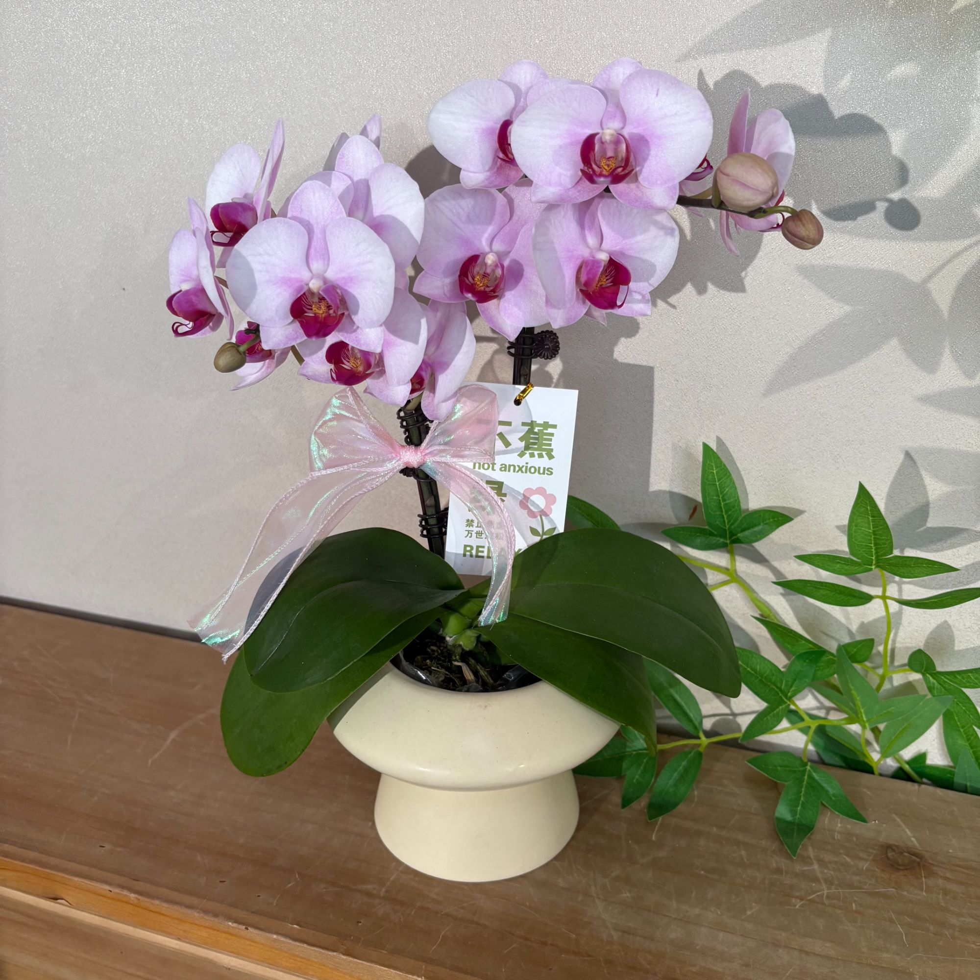 蝴蝶兰《粉黛》粉白色调清新少女感 苗情优质叶片碧绿 基地直发