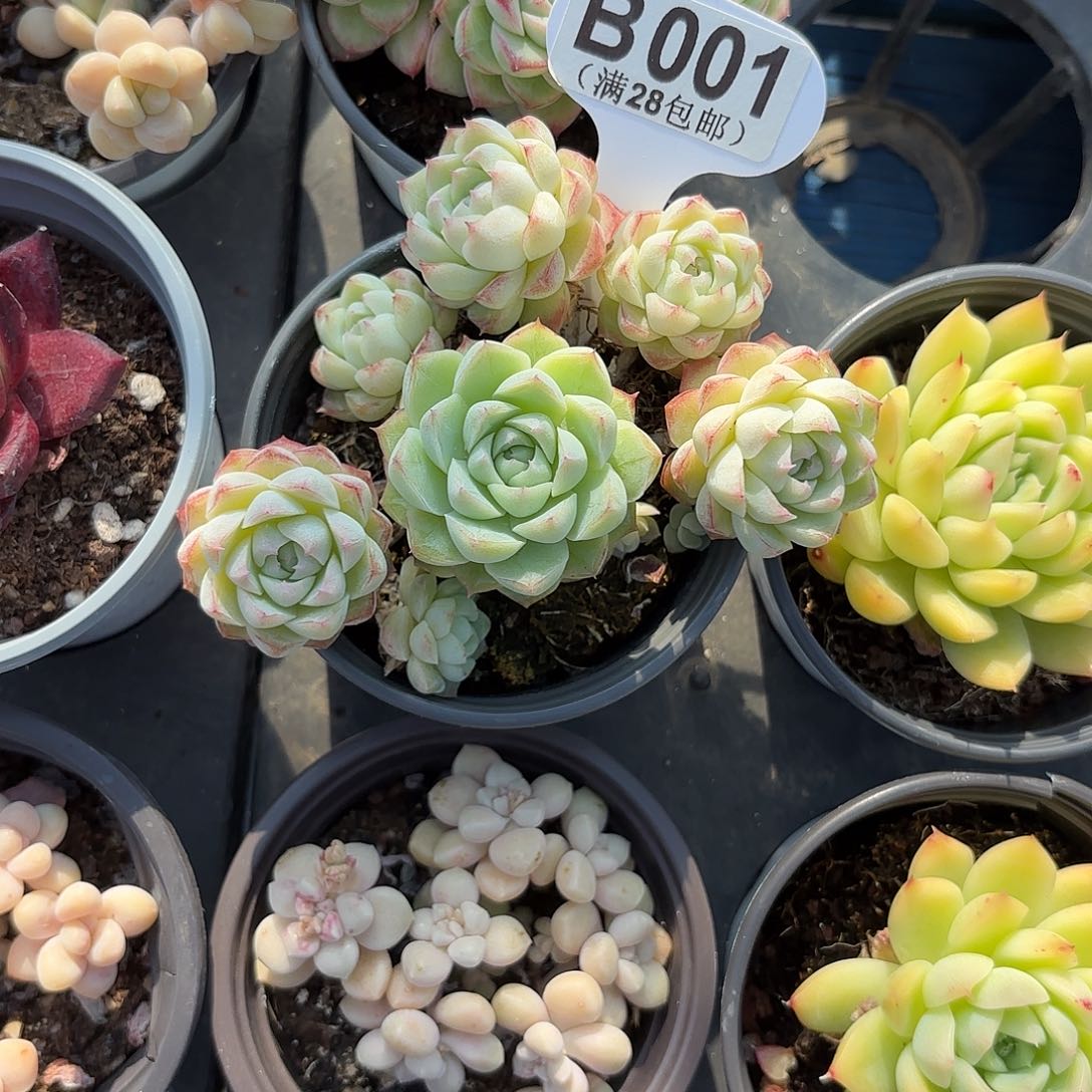 B001麦秆一物一拍