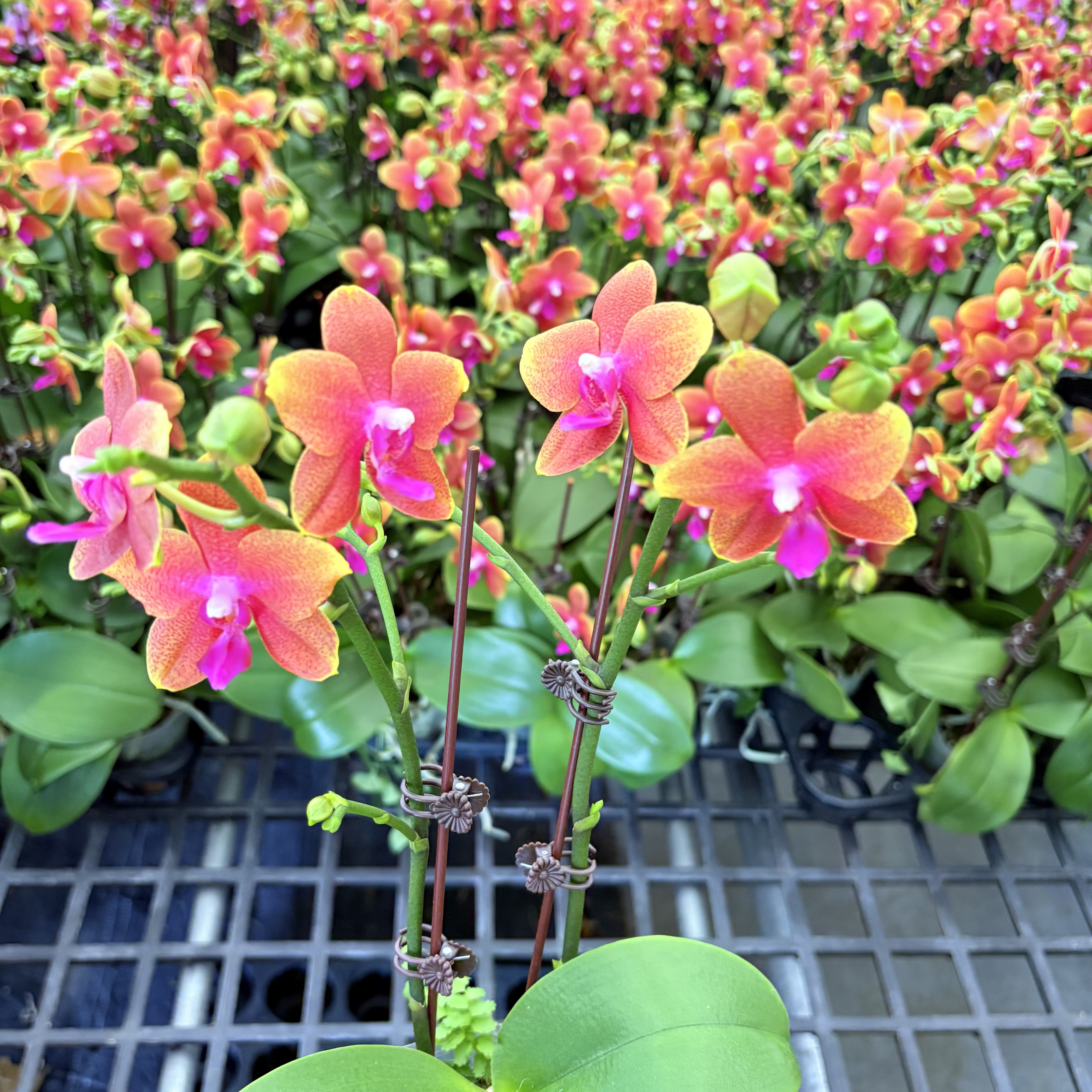 《香恋博格利》蝴蝶兰进口 带香味 蜡质带花  基地直发 