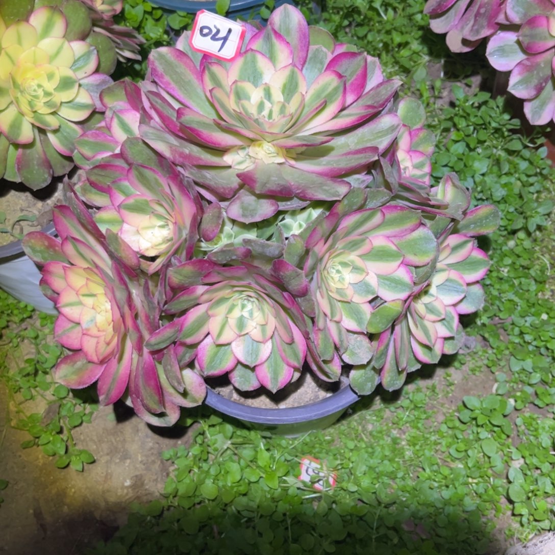 021多肉植物荔枝法师