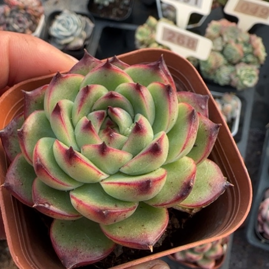 96月亮石多肉植物多