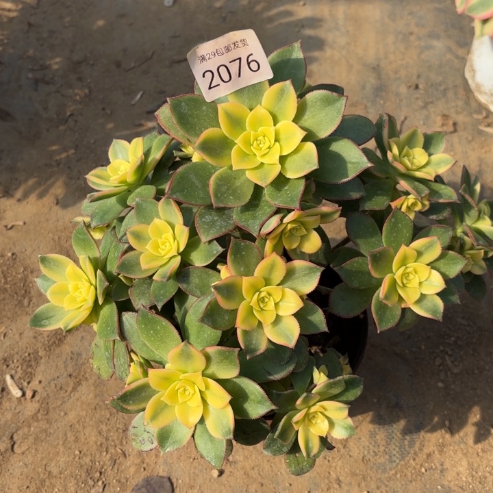 艳日辉多肉处氧化黑斑2076