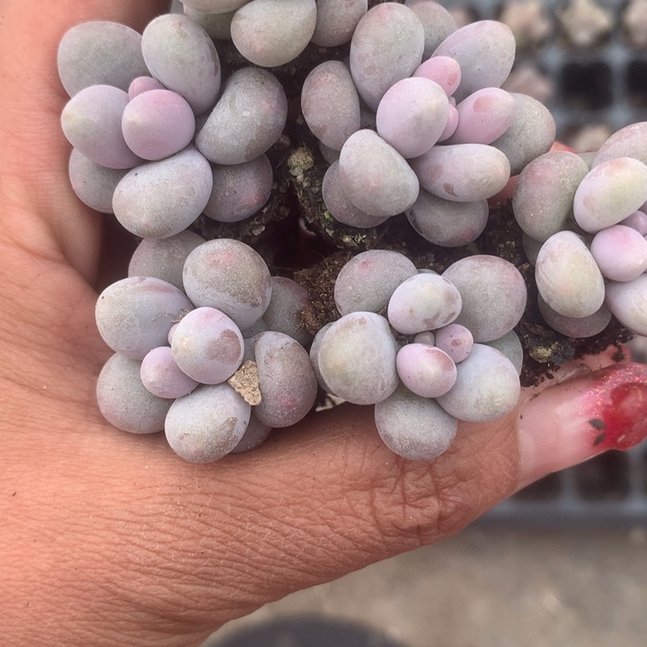 汤圆大5颗。（满9.99包邮不满9.99发叶子）